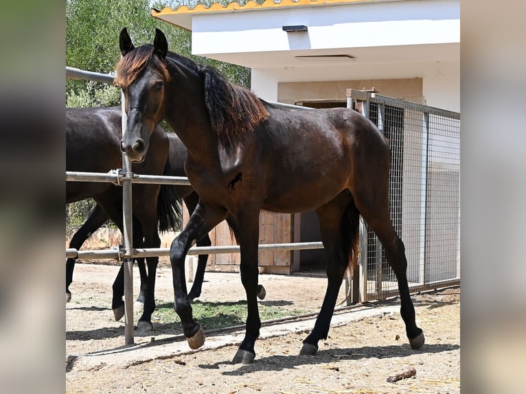 Menorquin Stallion Foal (01/2026) 16.1 hh Black in Mallorca