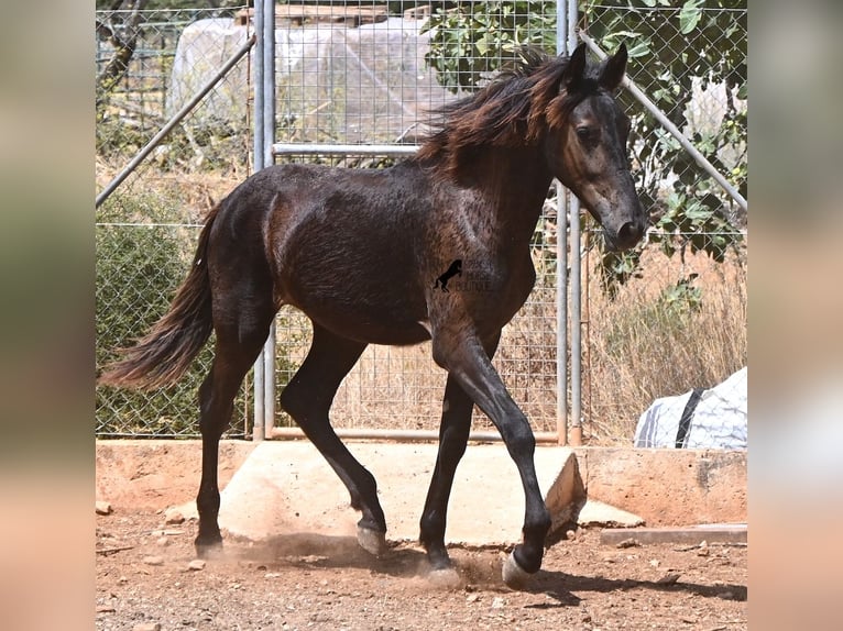 Menorquin Stallion Foal (01/2026) 16.1 hh Black in Mallorca