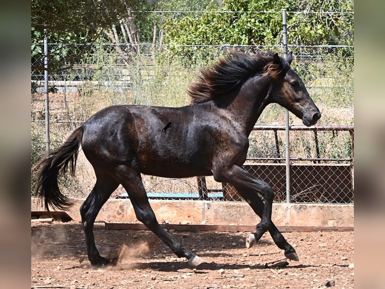 Menorquin Stallion Foal (01/2026) 16.1 hh Black in Mallorca