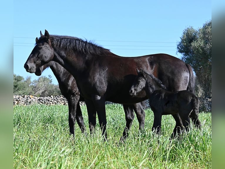 Menorquin Stallion Foal (01/2026) 16 hh Black in Menorca