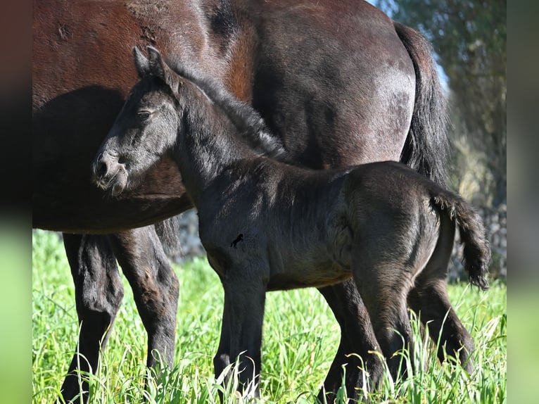 Menorquin Stallion Foal (01/2026) 16 hh Black in Menorca