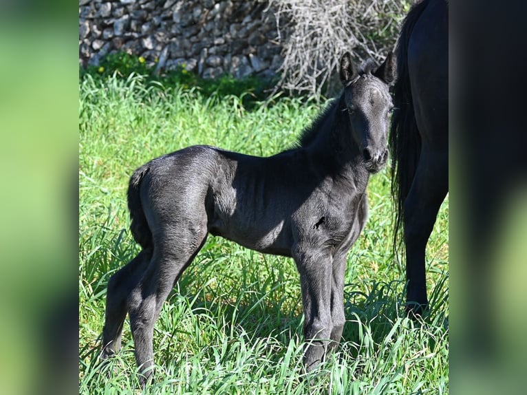 Menorquin Stallion Foal (01/2026) 16 hh Black in Menorca