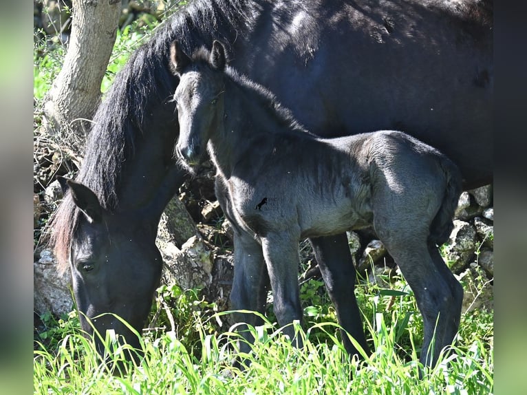 Menorquin Stallion Foal (01/2026) 16 hh Black in Menorca
