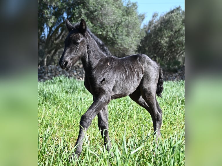 Menorquin Stallion Foal (01/2026) 16 hh Black in Menorca