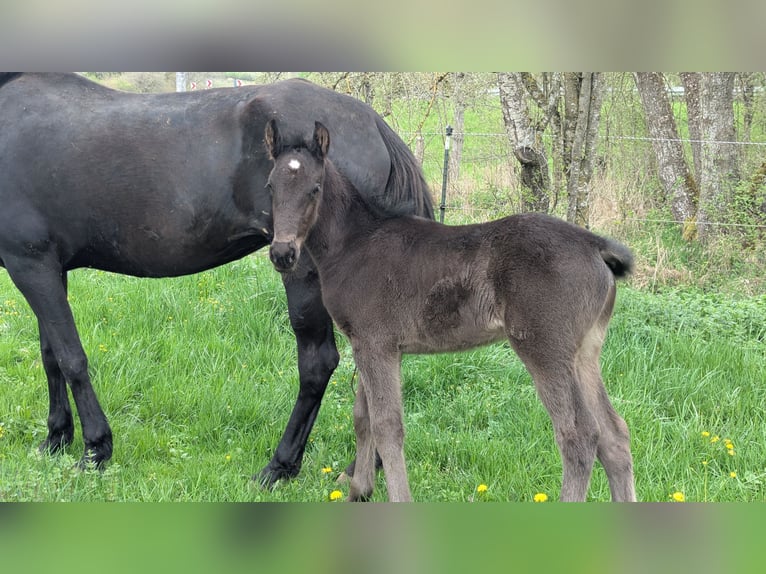 Menorquin Stallion Foal (01/2026) 16 hh Black in Engen