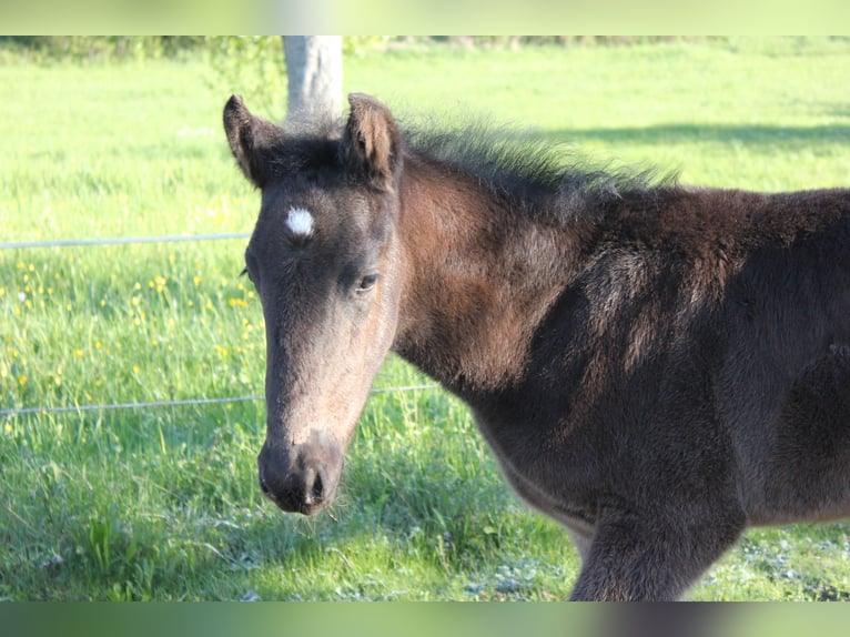 Menorquin Stallion Foal (01/2026) 16 hh Black in Engen
