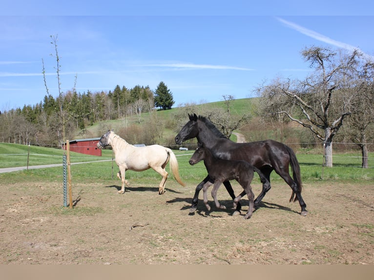 Menorquin Stallion Foal (01/2026) 16 hh Black in Engen