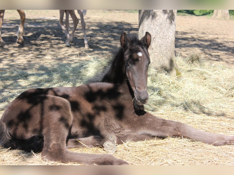 Menorquin Stallion Foal (01/2026) 16 hh Black in Engen