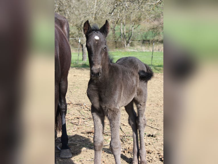Menorquin Stallion Foal (01/2026) 16 hh Black in Engen