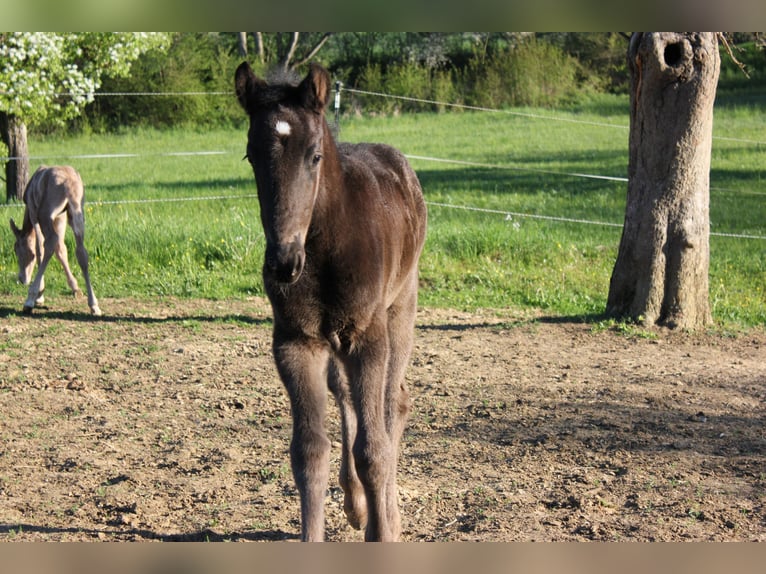 Menorquin Stallion Foal (01/2026) 16 hh Black in Engen