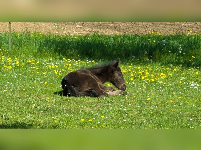 Menorquin Stallion Foal (01/2026) 16 hh Black in Engen