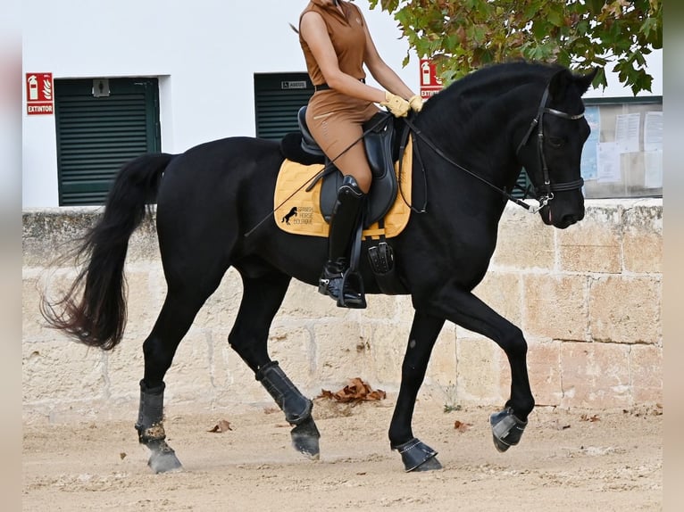 Menorquin Wałach 14 lat Kara in Menorca