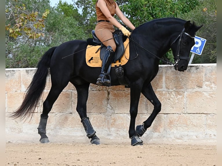 Menorquin Wałach 14 lat Kara in Menorca