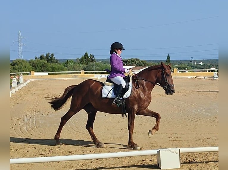Menorquin Wałach 17 lat 150 cm Kasztanowata in Alaior
