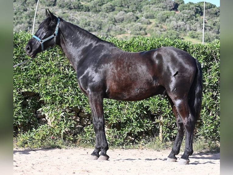 Menorquin Wałach 17 lat 165 cm Kara in Menorca