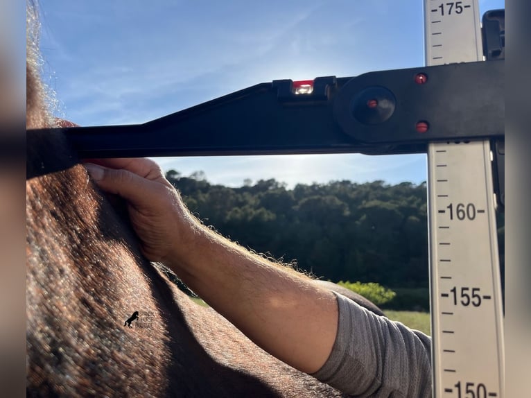 Menorquin Wałach 17 lat 165 cm Kara in Menorca