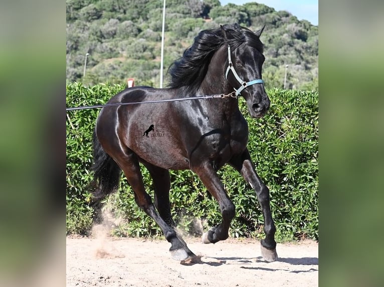 Menorquin Wałach 17 lat 165 cm Kara in Menorca