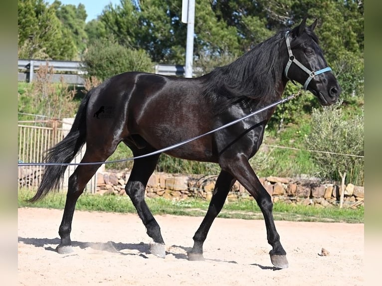 Menorquin Wałach 17 lat 165 cm Kara in Menorca
