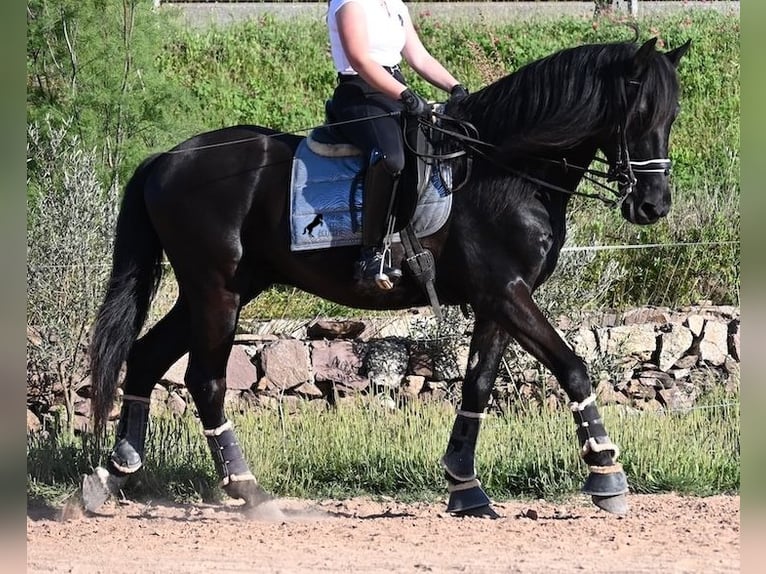 Menorquin Wałach 17 lat 165 cm Kara in Menorca