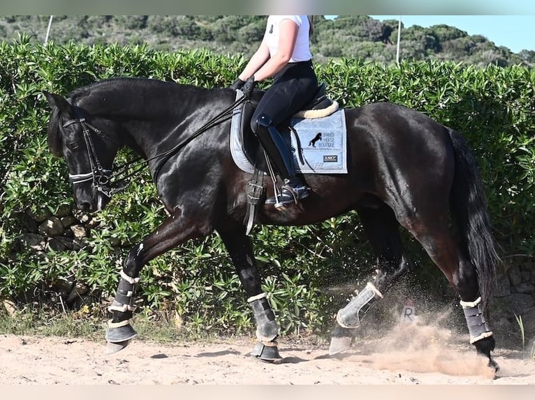 Menorquin Wałach 17 lat 165 cm Kara in Menorca