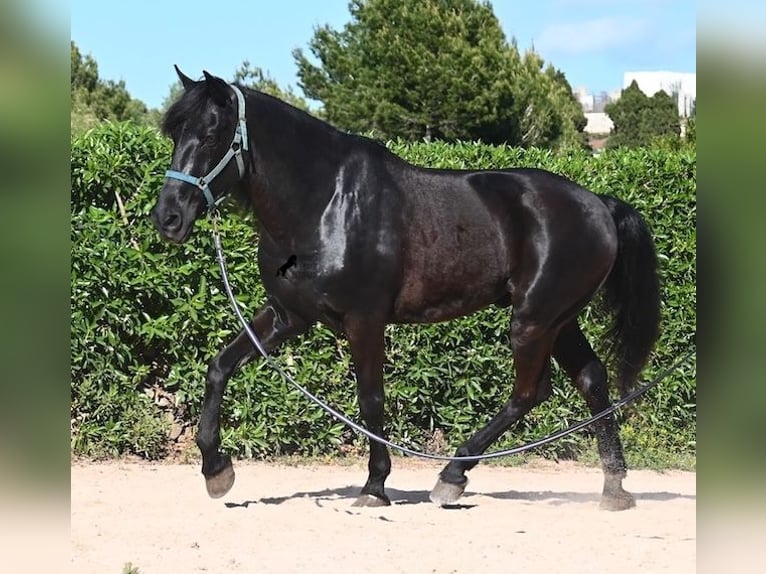 Menorquin Wałach 17 lat 165 cm Kara in Menorca