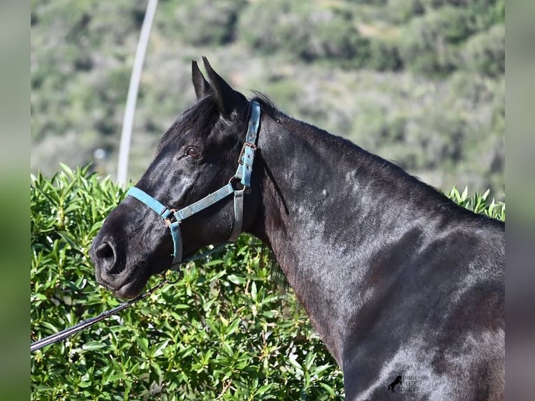 Menorquin Wałach 17 lat 165 cm Kara in Menorca