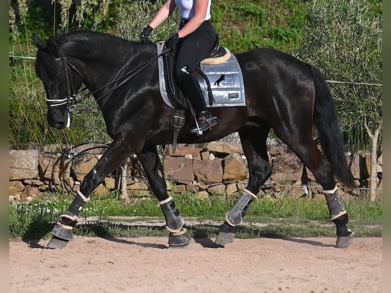 Menorquin Wałach 17 lat 165 cm Kara in Menorca