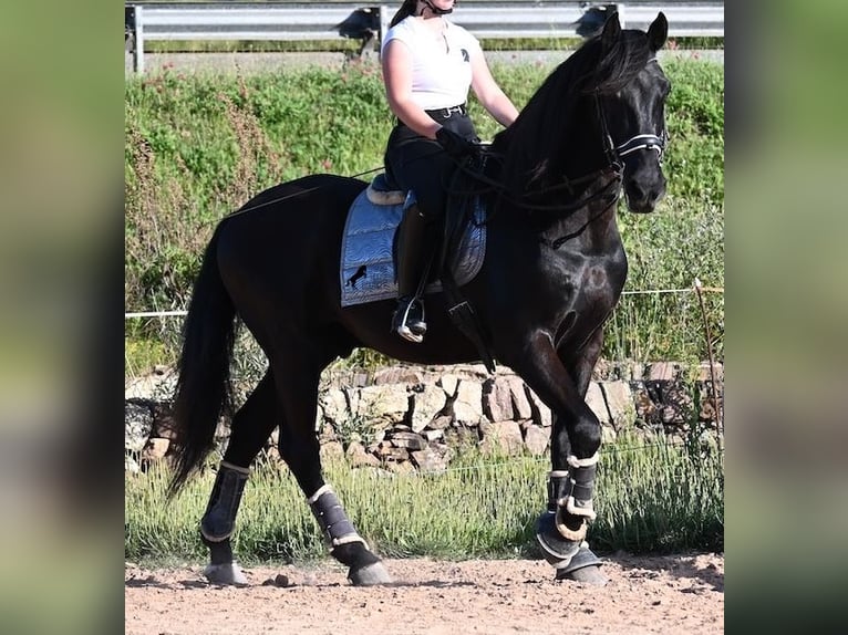 Menorquin Wałach 17 lat 165 cm Kara in Menorca