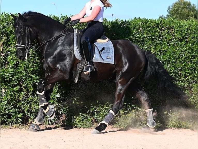 Menorquin Wałach 17 lat 165 cm Kara in Menorca