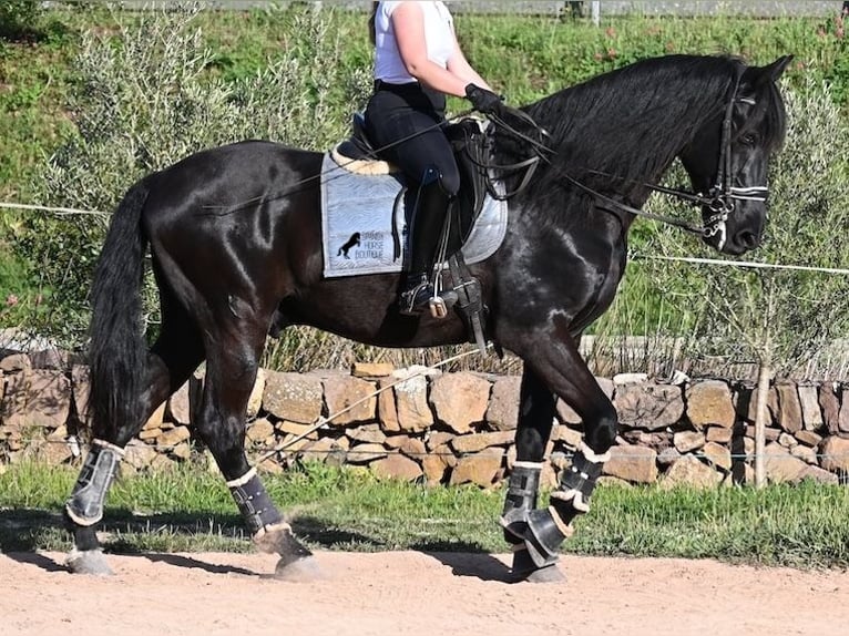 Menorquin Wałach 17 lat 165 cm Kara in Menorca