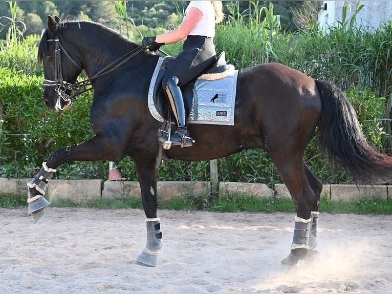 Menorquin Wałach 17 lat 165 cm Kara in Menorca
