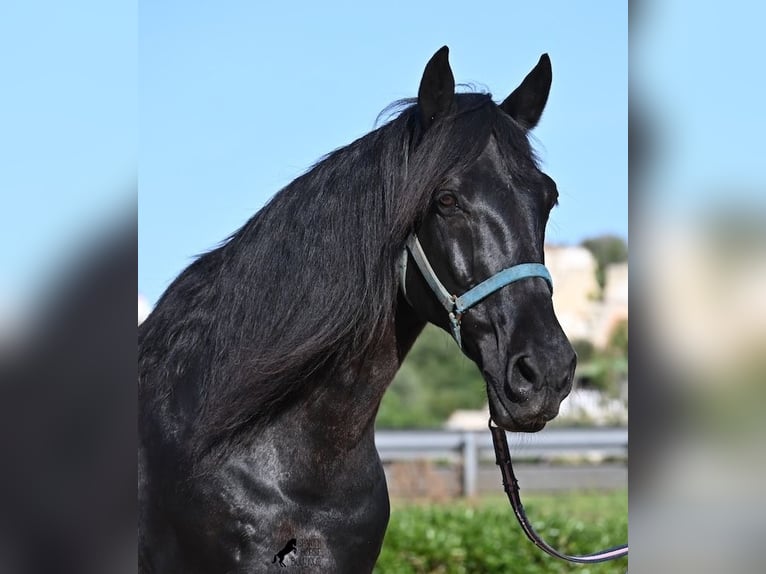 Menorquin Wałach 17 lat 165 cm Kara in Menorca