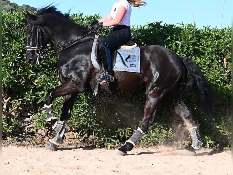 Menorquin Wałach 17 lat 165 cm Kara in Menorca