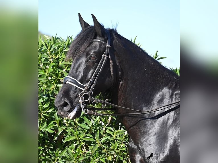 Menorquin Wałach 17 lat 165 cm Kara in Menorca