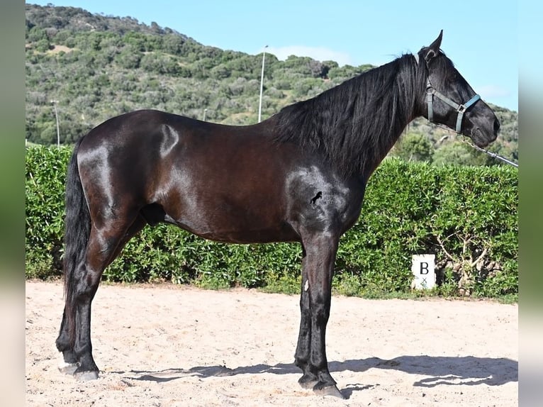 Menorquin Wałach 17 lat 165 cm Kara in Menorca