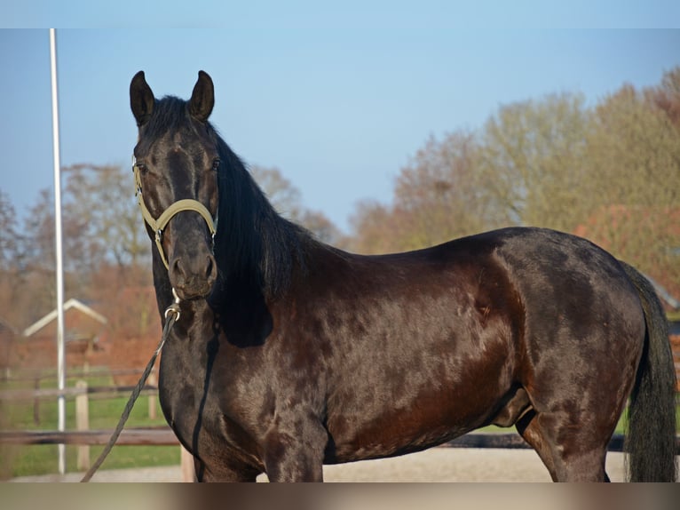 Menorquin Wałach 6 lat 163 cm Kara in Laren
