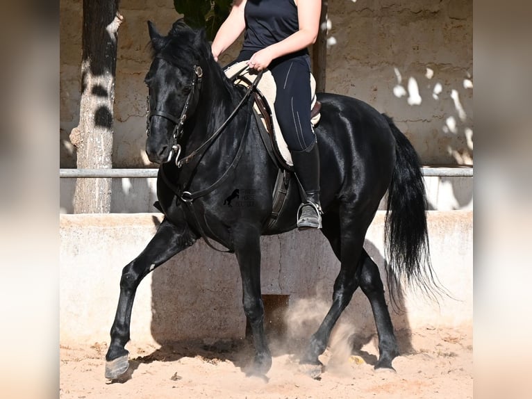 Menorquin Wałach 9 lat 159 cm Kara in Menorca