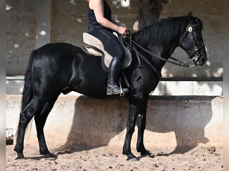 Menorquin Wałach 9 lat 159 cm Kara in Menorca