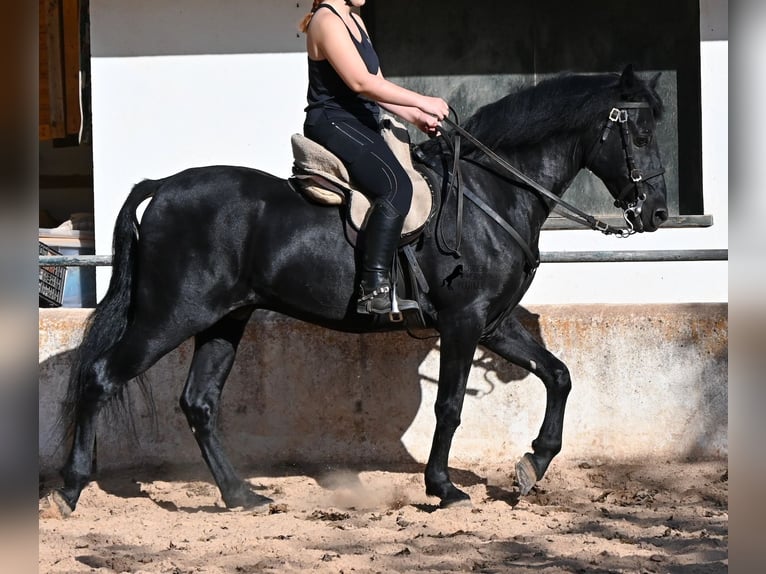 Menorquin Wałach 9 lat 159 cm Kara in Menorca