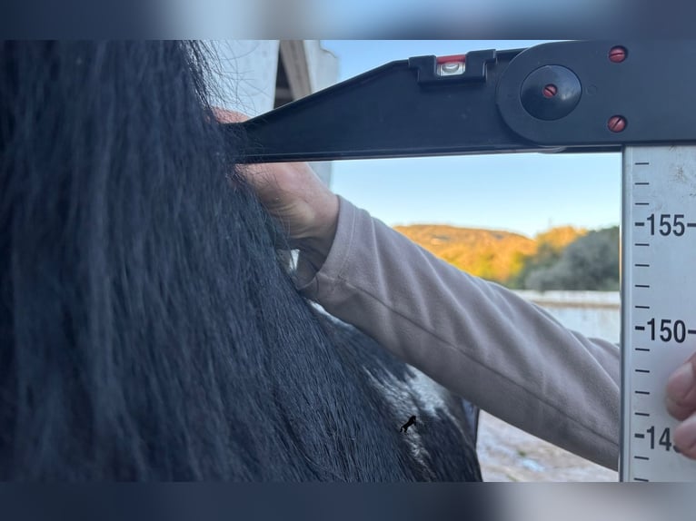 Menorquin Wałach 9 lat 159 cm Kara in Menorca
