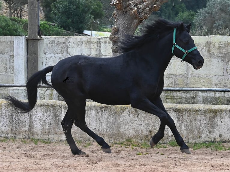 Menorquin Wałach 9 lat 159 cm Kara in Menorca