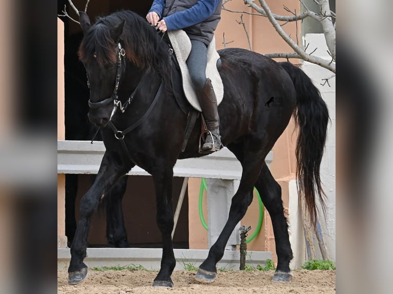Menorquin Wałach 9 lat 165 cm Kara in Menorca