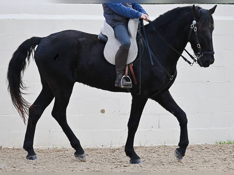 Menorquin Wałach 9 lat 165 cm Kara in Menorca
