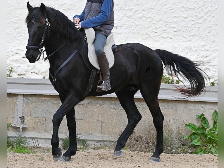 Menorquin Wałach 9 lat 165 cm Kara in Menorca