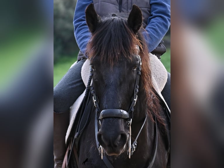 Menorquin Wałach 9 lat 165 cm Kara in Menorca