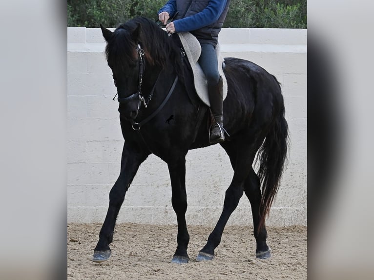 Menorquin Wałach 9 lat 165 cm Kara in Menorca