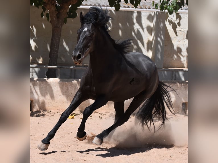 Menorquin Wałach 4 lat 158 cm Kara in Menorca