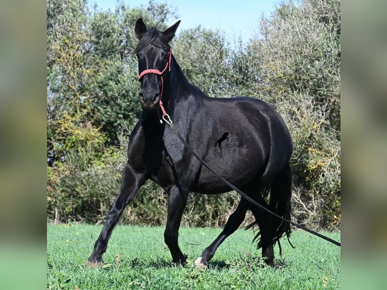 Menorquín Yegua 10 años 154 cm Negro in Menorca