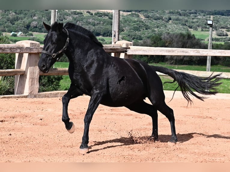 Menorquín Yegua 10 años 156 cm Negro in Menorca