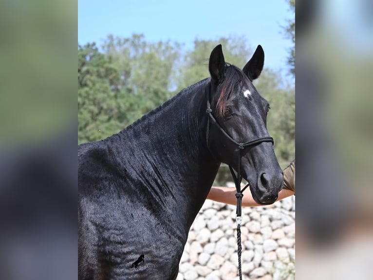 Menorquín Yegua 11 años 156 cm  in Menorca